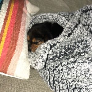 Meet your Posher, Callie